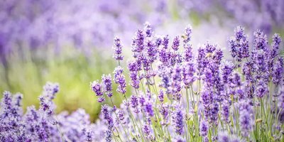 Adana'nın lavanta bahçeleri hasat için gün sayıyor