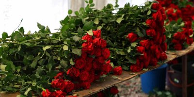 Anneler Günü öncesi gül fiyatları dibi gördü: Tanesi 3 lira