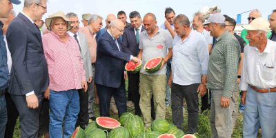 Vali Köşger karpuzu kesip göbeğini yedi, işçilerle birlikte kamyona yükleme yaptı