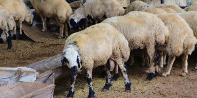 Adana’da küçükbaş kurbanlıkların fiyatları belirlendi