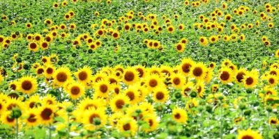 Burası Trakya değil Adana: Ekonomik değeri en yüksek olan bitkilerden