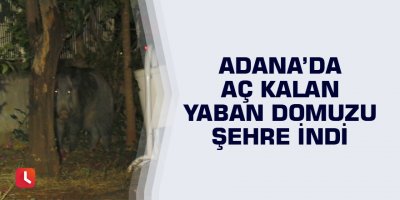 Adana’da aç kalan yaban domuzu şehre indi