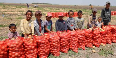 Soğan fiyatları tarlada 5 liraya düştü