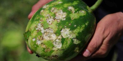 Adana’da dolu yağışı tarım arazilerine zarar verdi