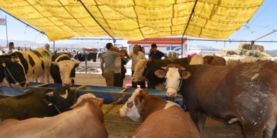 Çukurova’da kurban satış ve kesim yerleri belirlendi
