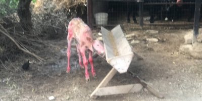 Samanlık Yangınında 15 Büyükbaş Hayvan Telef Oldu