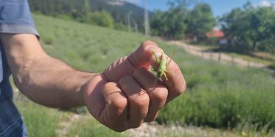 Lavanta üreticilerinin başı çekirgelerle dertte