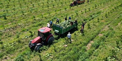 Adana’da karpuz fiyatları 7 liraya düştü