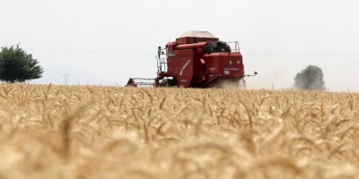 Kozan'da buğday hasadı başladı