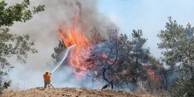 Adana'da orman yangını kontrol altına alındı