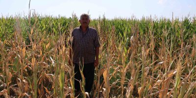 Yüzlerce dönüm ekili mısır, sulanamayınca olgunlaşmadan kurudu