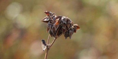 Çukurova’da ilk kez ekilen karabuğdayın hasadı yapıldı