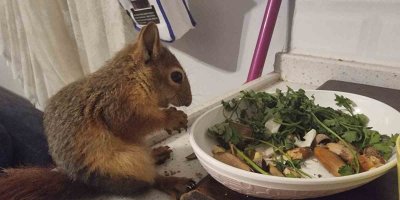 Doğada buldukları sincabı kışın korudular, yazın doğaya bıraktılar