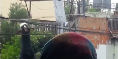 Adana'da damdan atlayan kurbanlık keçi elektrik tellerine takılı kaldı