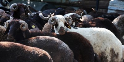 Adana'da kurban fiyatları düşüyor