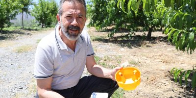 Sıcaklarla birlikte çoğalan tehlike Akdeniz Meyve Sineği