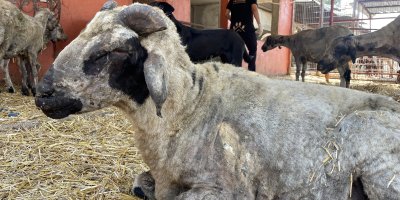 Yangından etkilenen hayvanlar Adana'da göl manzaralı bakımevinde tedavi altına alındı