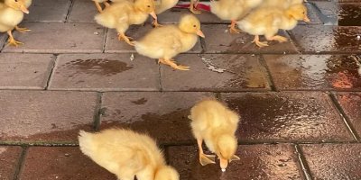 Adana Baraj Yolu'nda ördek yavruları vatandaşların ilgi odağı oldu