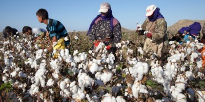 Çukurova'da aşırı sıcaklar üretimi olumsuz etkiliyor