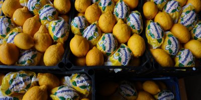 Çiğli havada hasat edilip depoya konan limonlar çürüdü