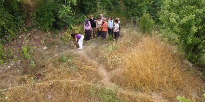 Adana'da köylülerin şifalı ot "kantaron" hasadı başladı
