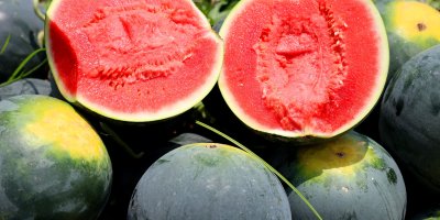 Adana'nın çekirdeksiz karpuzu Avrupa sofralarını süslüyor