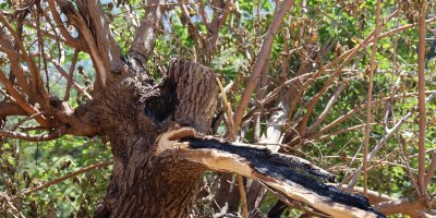 Annesi için yenilediği ev ile kurbanda kazandığı 65 bin lirası kül oldu