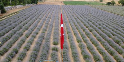 Fekeli lavanta üreticileri sahte ürünlere karşı tüketiciyi uyardı