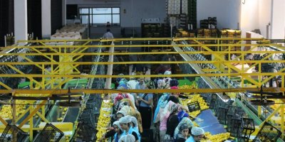 Adana'daki ünlü narenciye şirketi konkordato talebinde bulundu! Mahkeme kararını verdi