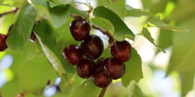 Lezzeti ülke sınırlarını aşan Saimbeyli kirazı tescil bekliyor