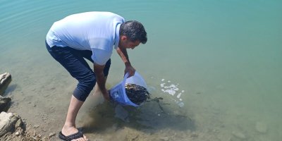 Kozan barajlarına 443 bin sazan yavrusu bırakıldı