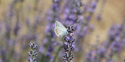 Kelebekler diyarında mavi kelebeği fotoğraflamak için yarıştılar