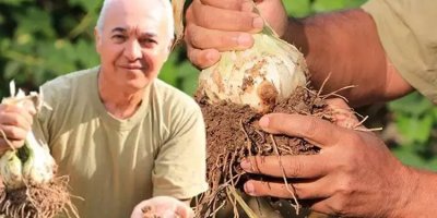 Adana'da bir doktorun hobi olarak evinin bahçesinde yetiştirdiği fil sarımsağı, görenleri hayrete düşürüyor.