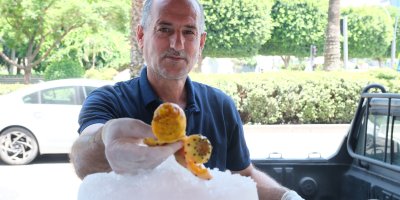Adana'da vatandaşlar dikenli incir yiyerek serinliyor