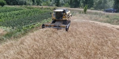 Sivas’ın Adana’sında hububat hasadı! 2 hafta devam edecek