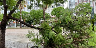 Şiddetli yağmur ve rüzgar ağaçları kökünden söktü, vinci devirdi