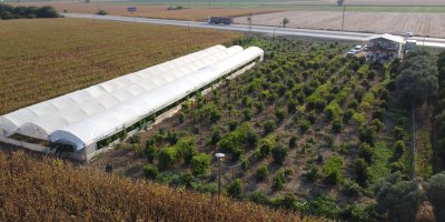 Oto yedek parça satıcısı tropikal meyve üreticisi oldu, siparişlere yetişemiyor