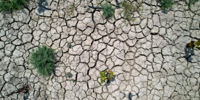 Sıcak hava ayçiçeğinde toprağı çatlattı, hasadı öne çekti