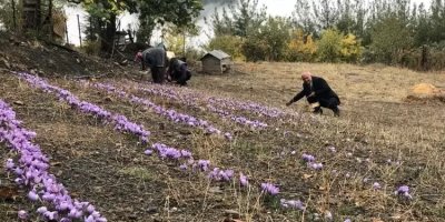 Adana'da üretiyor, Avrupa'ya satıyor! Gram fiyatı 200 liranın üstünde