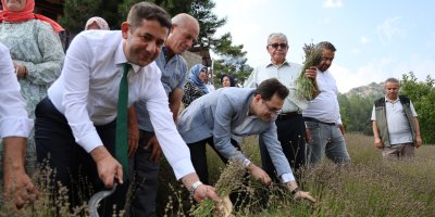 Lavanta bahçelerinde ellik ve orakla geleneksel hasat