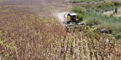 Kuraklık ayçiçeği rekoltesini yüzde 50'den fazla düşürdü