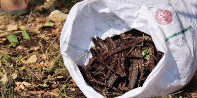 Şifa deposu keçiboynuzunda zorlu hasat başladı