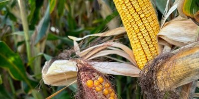 Başkan Doğan: "Çiftçiler, mısırda kilogram başına 10 TL olarak müdahale alım fiyatı bekliyor"