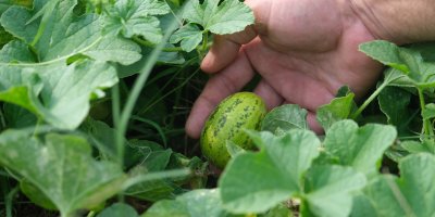 Adana Gençlik Merkezi üretiyor, çocuklar afiyetle yiyor