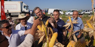 Adana'da yerli ve milli mısır çeşidi görücüye çıktı