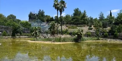 Adana'da göç yolu üzerinde bulunan Kuş cenneti sessizliğe büründü: 'Adana'ya ayrı bir renk katıyordu'