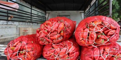 Adana’da salçalık biber telaşı başladı