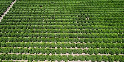 Adana’da limonun fiyatını düşürecek hasat başladı