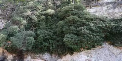 Adana'da bulunan sarmaşık 4 bin yıldır zamanın izlerini taşıyor