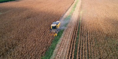Sıcak hava mısırda koçan boyunu küçülttü, verimi düşürdü